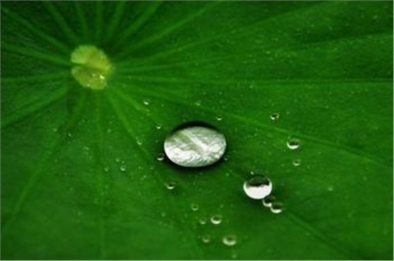 荷葉膜技術