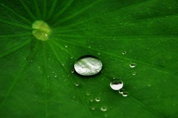 荷葉膜技術(shù)